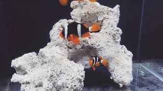 Clarkii Clownfish Amphiprion clarkii [upl. by Abihsat]