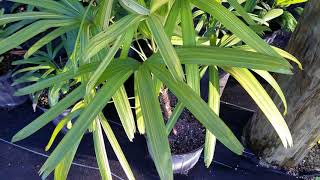 The Lady Palm  Rhapis excelsa All Types Including Variegated [upl. by Thissa191]