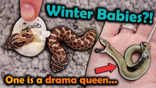 Hognose Snake Babies Hatching in Winter [upl. by Eibbor811]