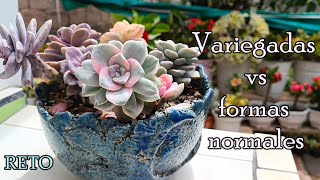 10 VARIEGADAS Y SUS FORMAS NORMALES RETO suculentas variegata [upl. by Burwell965]