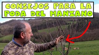 Como podar manzanos fácil  Mejora la cosecha tuhuertofacil [upl. by Fern264]