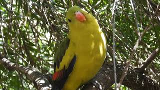 Eastern regent parrot😍 [upl. by Assyli637]