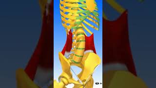 LES ABDOMINAUX muscle anatomie corpshumain [upl. by Tram]