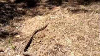 Gopher Snakes  Southern California 2012 [upl. by Lynnett265]