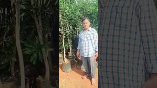 mango trees minimum 100 treesgardeningplantsagriculture subscribemychannelshortsnasheed [upl. by Niddala643]