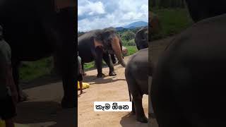 Pinnawala elephant orphanage travel nature trendingshorts elephannature [upl. by Austin]