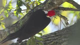 Pileated Woodpecker Feeding [upl. by Harlan833]