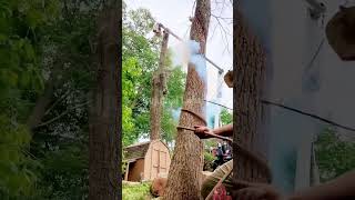 tree stihl chainsaw climbing squirrel youtube youtuberindonesia coolgadgets ytshorts [upl. by Acirtap]