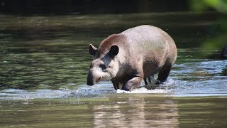 Tapir nager dans leau  Tapir Swimming In The Water  Pairi Daiza 2024 [upl. by Aubrette402]