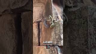 Touching Moment Lizard Sacrifices Itself to Rescue Its Companion from a Snake [upl. by Bred]