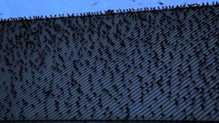 Crows at University of Washington Bothell [upl. by Chambers805]