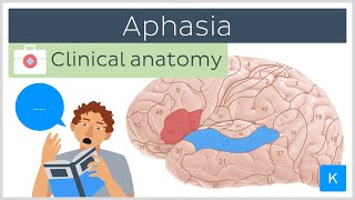 Aphasia Wernickes vs Brocas  Clinical Anatomy  Kenhub [upl. by Asen]