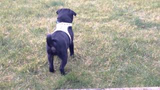 Black Pug puppy 12 weeks playing in the garden [upl. by Akirrehs]