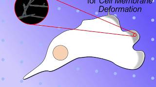 Force Generation through Actin Polymerization [upl. by Etnad]