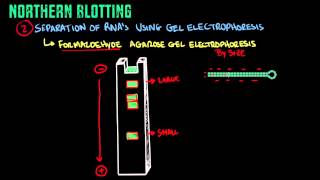 Northern Blotting Biology Tutorial [upl. by Narhet]