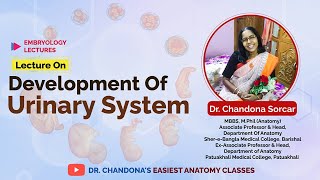 Lecture on Development of Urinary system [upl. by Alyacim560]