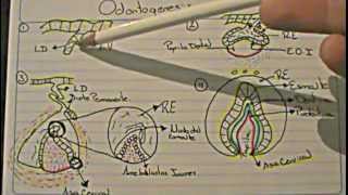 ODONTOGENESIS Logia de la Facultad de Odontología [upl. by Enilrahc]