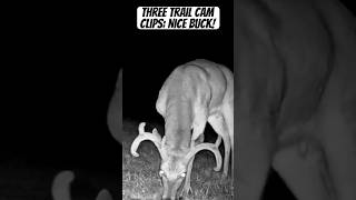 Nice Buck Caught on Trail Cam 3 CloseUp Clips [upl. by Shay976]