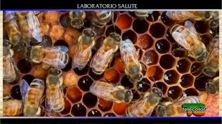 Laboratorio salute apiterapia tessuti naturali blancodent e riflessologia  19112015 [upl. by Surat]