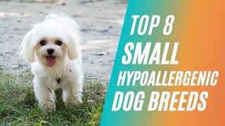 Top 8 Small Hypoallergenic Dog Breeds [upl. by Ullman]