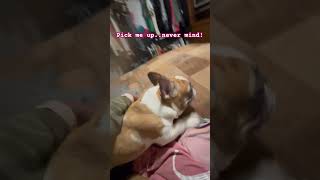 Pick me up never mind ￼shorts puppy pets funny viralvideo puppyvideos [upl. by Delahk631]