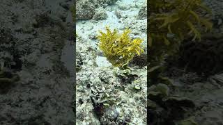 Weedy Scorpionfish walking viral scubadiving sea ocean gopro fish sealife scorpionfish [upl. by Atikihs]