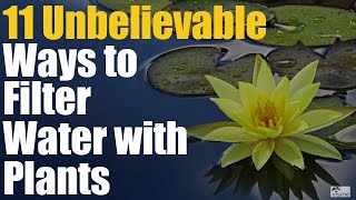 11 Unbelievable Ways to Filter Water with Plants [upl. by Akimik]