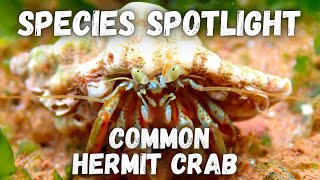 Species Spotlight  Common Hermit Crab [upl. by Horodko]