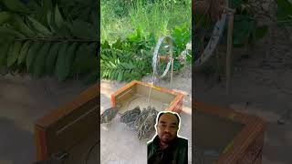 Perangkap burung shortvideo lucu trap trapbird [upl. by Eilitan683]