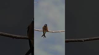 Whiskered Treeswift  female [upl. by Minni899]