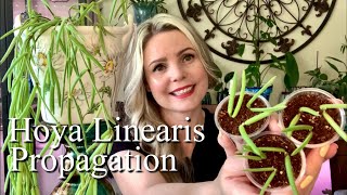 How To Propagate Hoya Linearis  Soil Propagation [upl. by Ennahgiel402]