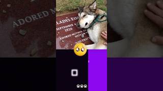 Poor Dog Crying at Grandmas Graveside 😭😭😭  SarahandtheWolves  Bouncing Square fyp [upl. by Parfitt]