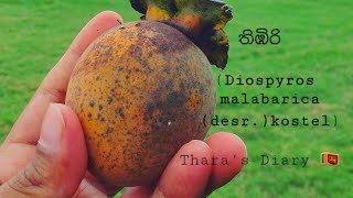 Thimbiri තිඹිරි  Diospyros malabarica desrkostel [upl. by Norym]