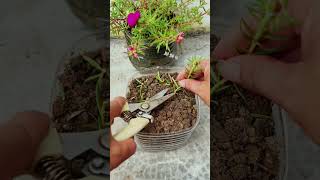 Plant portulaca flower in pot plastic bottle shortvideo garden howtogrowportulaca diy nature [upl. by Damick537]