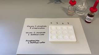 Phosphorylase activity [upl. by Yeoj457]