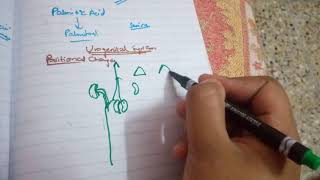 DEVELOPMENT OF UROGENITAL SYSTEM part4position and blood supply of kidney [upl. by Refinnaej151]