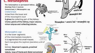 Urogenital System 4 Development of the kidney Metanephros [upl. by Innek]