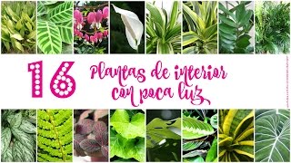 16 plantas de interior con poca luz [upl. by Irene261]