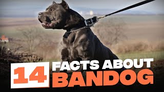 14 Fascinating Facts About Bandogs [upl. by Arymat517]