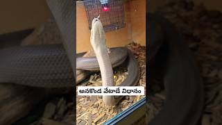 కొండచిలువ అనకొండ వేటాడే విధానం anakonda python killing prey Wildlife in USA telugu vlogs [upl. by Marva]