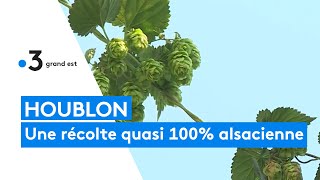 Houblon  lAlsace produit la quasitotalité de la récolte française [upl. by Tinya]