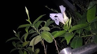 Mandevilla plant care Hindi [upl. by Enneicul237]