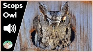 Scops Owl  Sounds [upl. by Ailama]