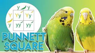 Punnett Square What is it When and How to use it [upl. by Ahsimat516]