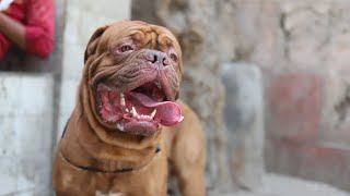 Best dogs French mastiff amp Bull mastiff [upl. by Kilbride]