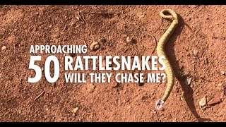 Approaching 50 Wild Rattlesnakes to See If They Attack [upl. by Warenne723]