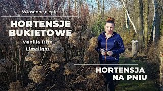 CIĘCIE HORTENSJI BUKIETOWYCH  jak zrobić hortensję na pniu Ogród dla początkujących [upl. by Morrie48]