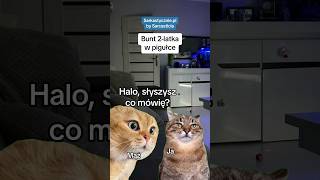 Hmm ogłuchłam 🙉🙃 mama dziecko catmeme catmemes capcut memecut haha śmieszne memy [upl. by Anavrin]