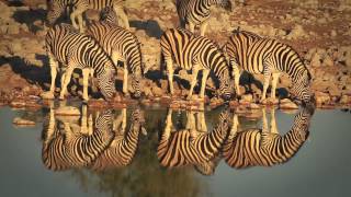 A selfdrive roadtrip through Namibia  Rhino Africa Safaris [upl. by Eniarol15]