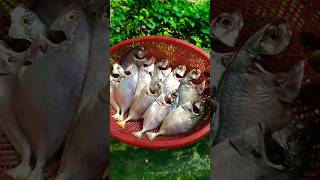 fishy fishy  food trending fishrecipes [upl. by Kata]